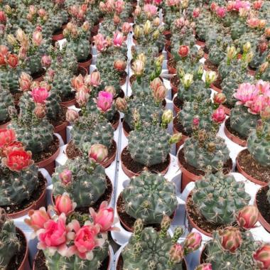 043  UNIDAD DE GYMNOCALYCIUM BALDIANUM M-8,5